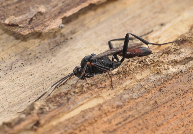 Ichneumonidae